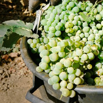 Vindima já arrancou… em alguns casos antes da apanha do tomate