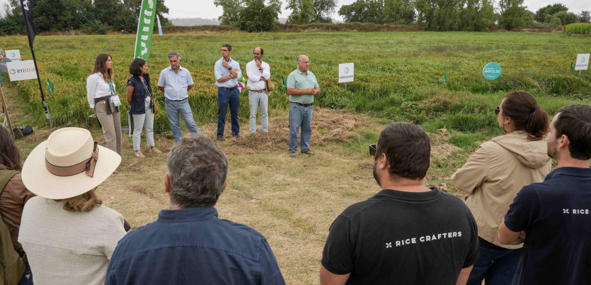 Agroglobal testa rega gota-a-gota na Quinta da Alorna e mostra futuro promissor para o arroz