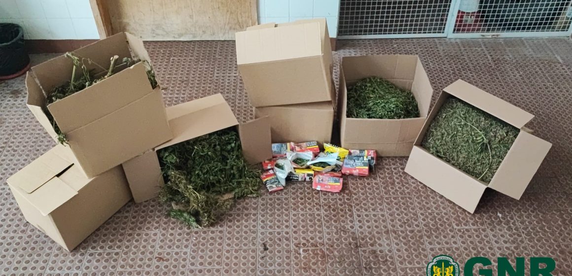 Homem detido em Rio Maior por tráfico de droga com mais de 5.700 doses de canábis