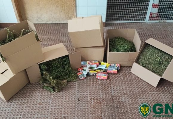 Homem detido em Rio Maior por tráfico de droga com mais de 5.700 doses de canábis