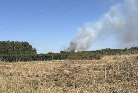 Incêndio volta a ganhar força em Alpiarça após reacendimento