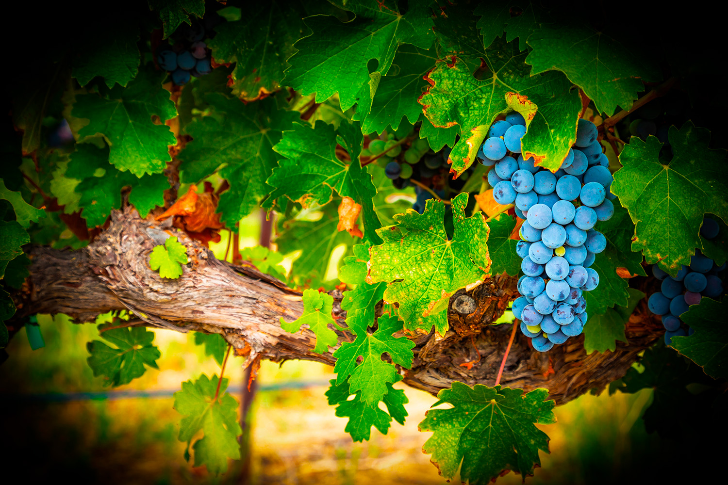 Concurso desafia participantes a fotografar os Vinhos do Tejo e oferece experiências de enoturismo